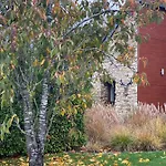 Le Brame Du Cerf Nyaraló Theux